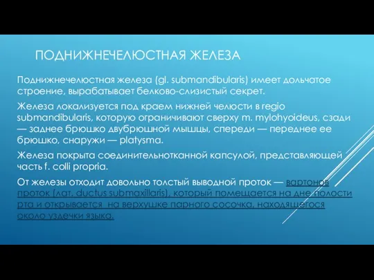 ПОДНИЖНЕЧЕЛЮСТНАЯ ЖЕЛЕЗА Поднижнечелюстная железа (gl. submandibularis) имеет дольчатое строение, вырабатывает белково-слизистый