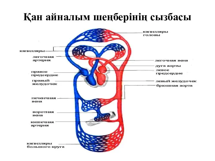 Қан айналым шеңберінің сызбасы