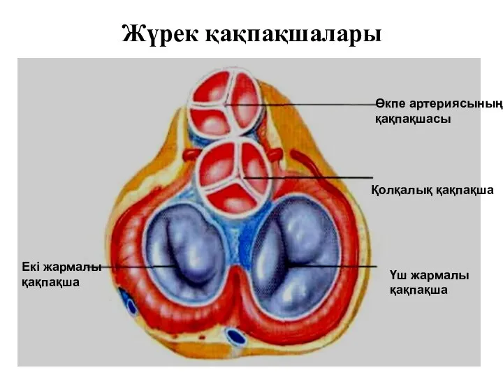 Жүрек қақпақшалары Өкпе артериясының қақпақшасы Қолқалық қақпақша Үш жармалы қақпақша Екі жармалы қақпақша