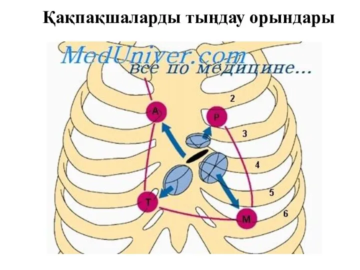 Қақпақшаларды тыңдау орындары