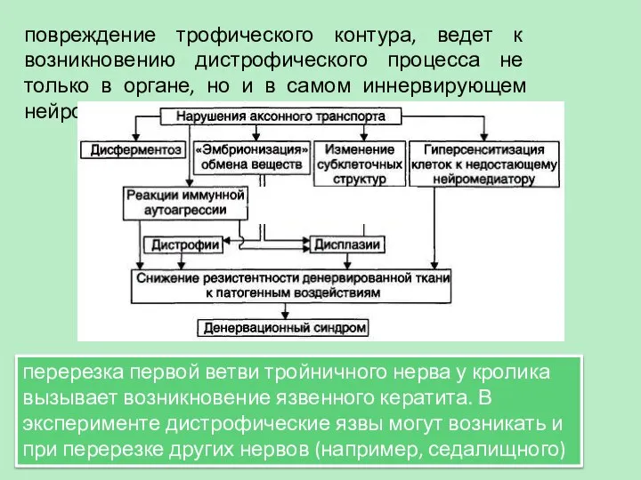 повреждение трофического контура, ведет к возникновению дистрофического процесса не только в