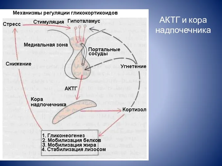 АКТГ и кора надпочечника