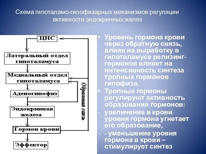 Схема гипоталамо-гипофизарных механизмов регуляции активности эндокринных желез Уровень гормона крови через