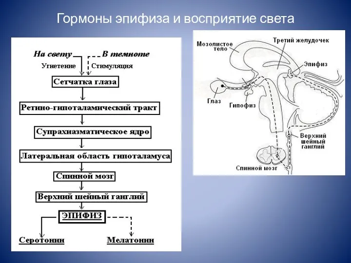 Гормоны эпифиза и восприятие света