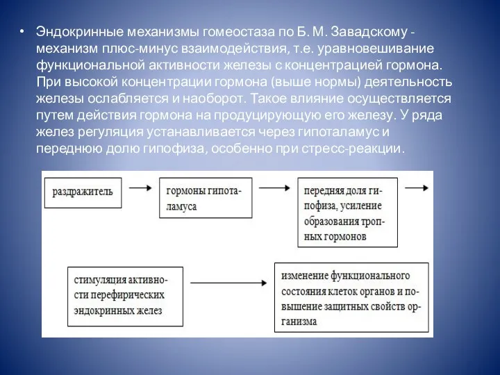 Эндокринные механизмы гомеостаза по Б. М. Завадскому - механизм плюс-минус взаимодействия,