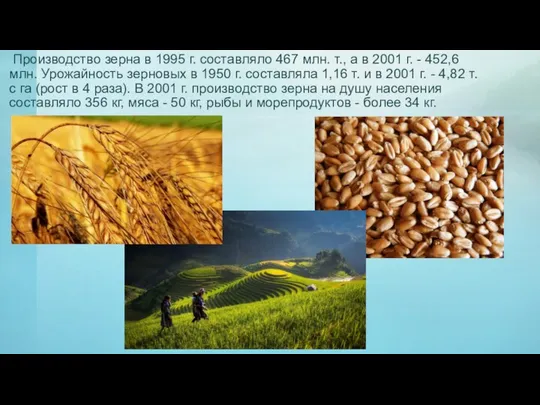 Производство зерна в 1995 г. составляло 467 млн. т., а в