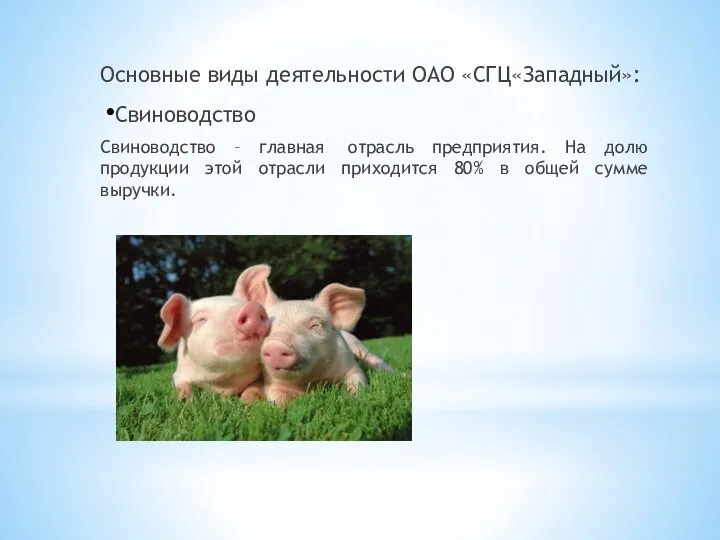 Основные виды деятельности ОАО «СГЦ«Западный»: Свиноводство Свиноводство – главная отрасль предприятия.