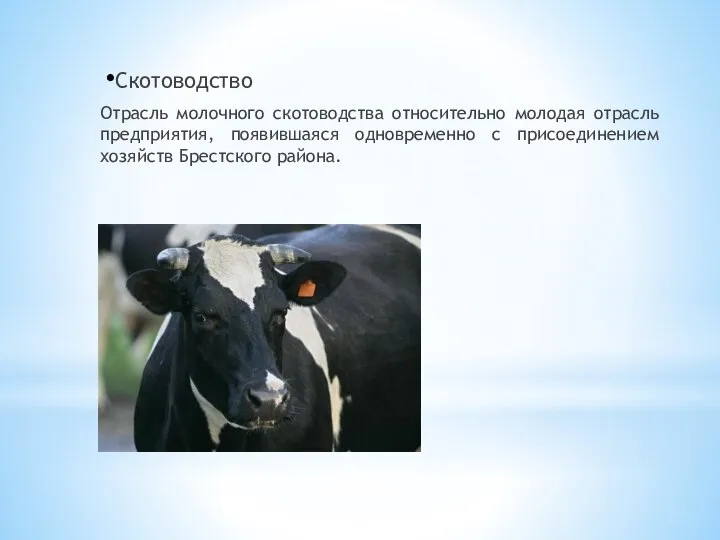 Скотоводство Отрасль молочного скотоводства относительно молодая отрасль предприятия, появившаяся одновременно с присоединением хозяйств Брестского района.