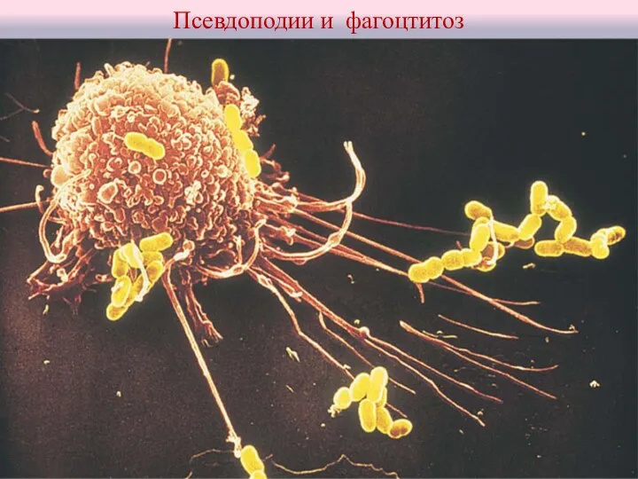 Псевдоподии и фагоцтитоз