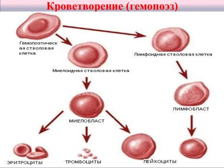 Кроветворение (гемопоэз)