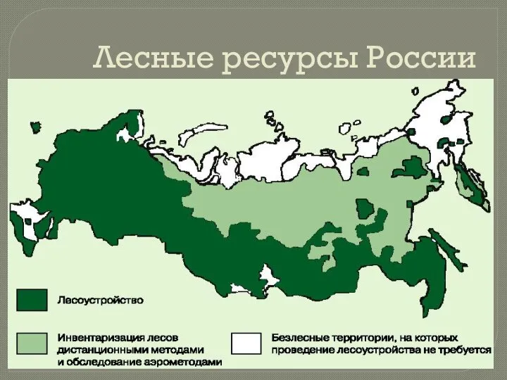 Лесные ресурсы России