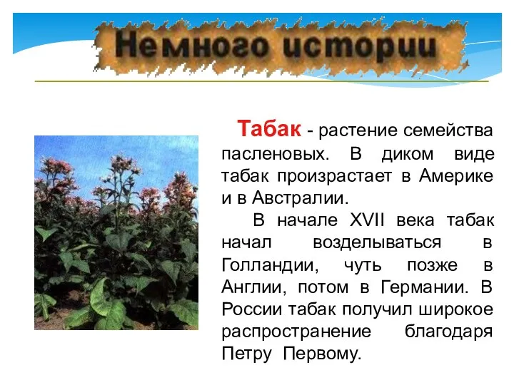 Табак - растение семейства пасленовых. В диком виде табак произрастает в