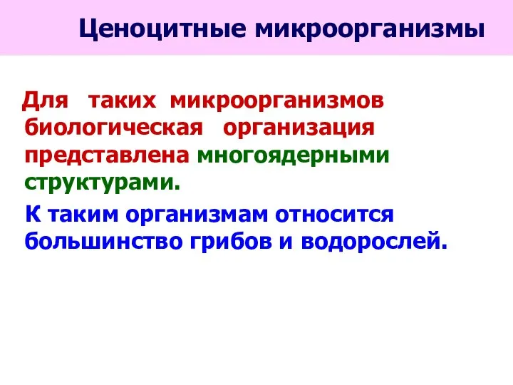 Ценоцитные микроорганизмы Для таких микроорганизмов биологическая организация представлена многоядерными структурами. К