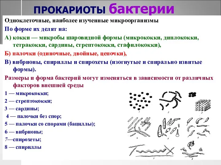 ПРОКАРИОТЫ бактерии Одноклеточные, наиболее изученные микроорганизмы По форме их делят на: