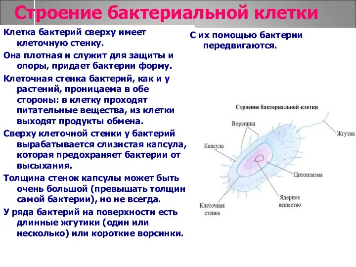 Строение бактериальной клетки Клетка бактерий сверху имеет клеточную стенку. Она плотная