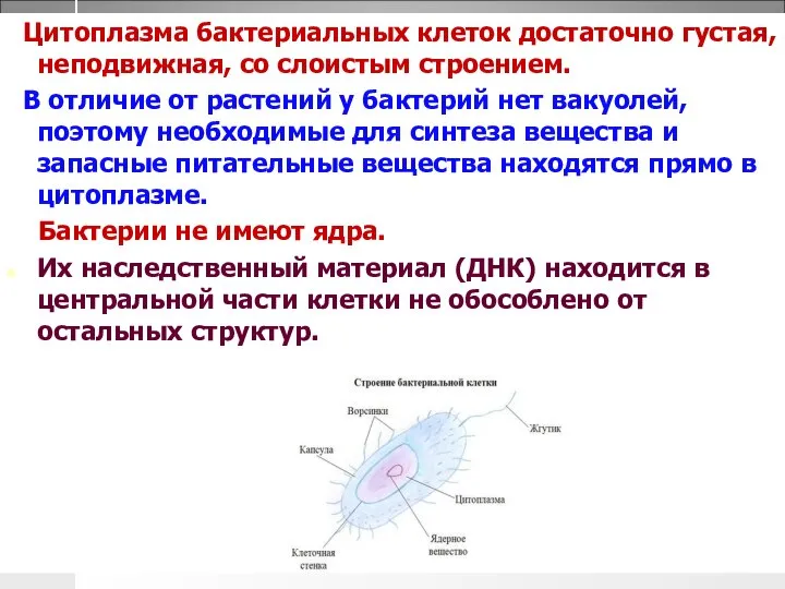 Цитоплазма бактериальных клеток достаточно густая, неподвижная, со слоистым строением. В отличие