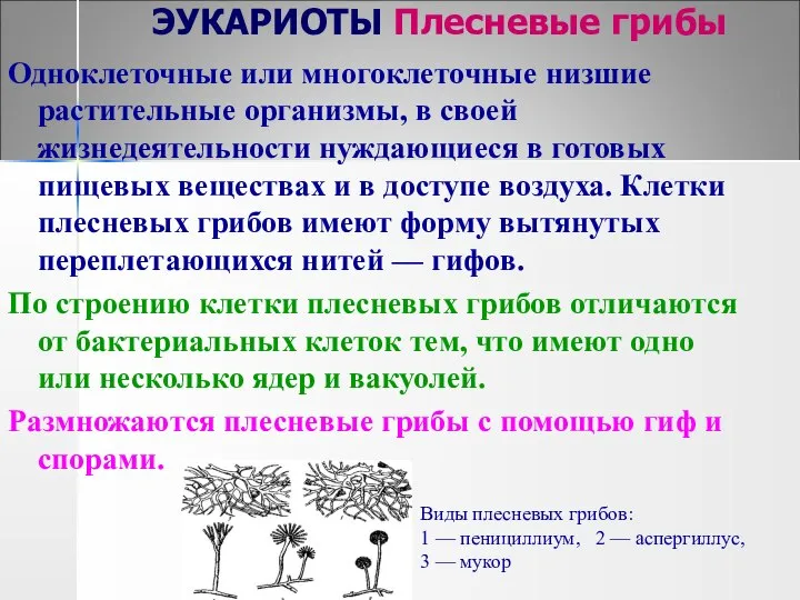 ЭУКАРИОТЫ Плесневые грибы Одноклеточные или многоклеточные низшие растительные организмы, в своей