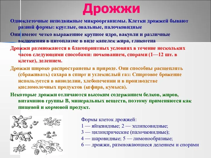 Дрожжи Одноклеточные неподвижные микроорганизмы. Клетки дрожжей бывают разной формы: круглые, овальные,