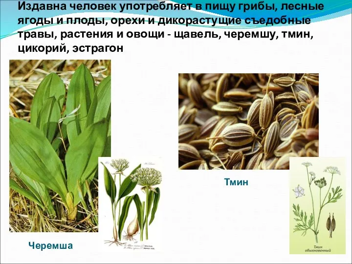 Издавна человек употребляет в пищу грибы, лесные ягоды и плоды, орехи