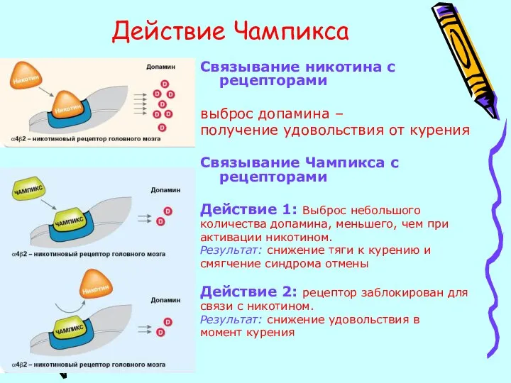 Действие Чампикса Связывание никотина с рецепторами выброс допамина – получение удовольствия