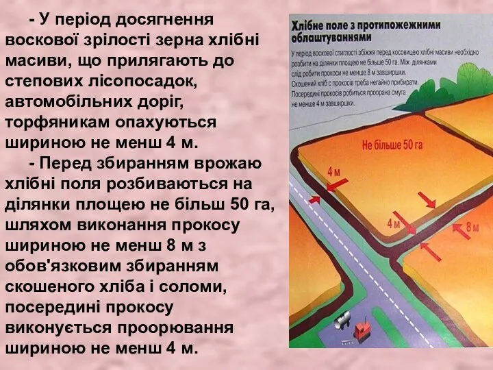 - У період досягнення воскової зрілості зерна хлібні масиви, що прилягають