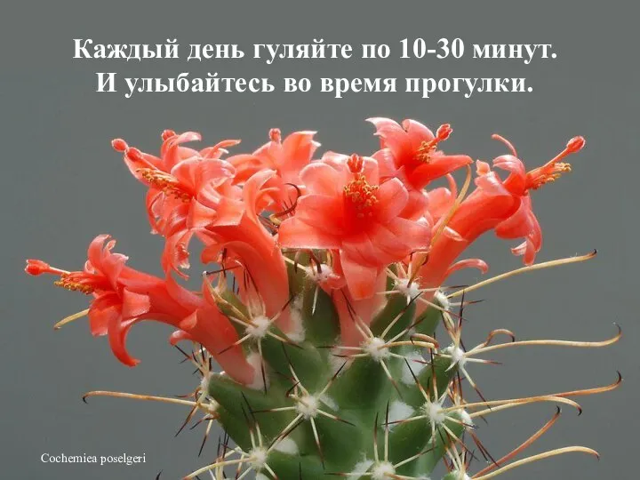 Cochemiea poselgeri Каждый день гуляйте по 10-30 минут. И улыбайтесь во время прогулки.