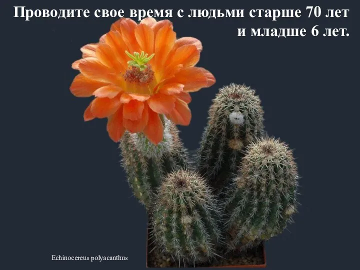 Echinocereus polyacanthus Проводите свое время с людьми старше 70 лет и младше 6 лет.