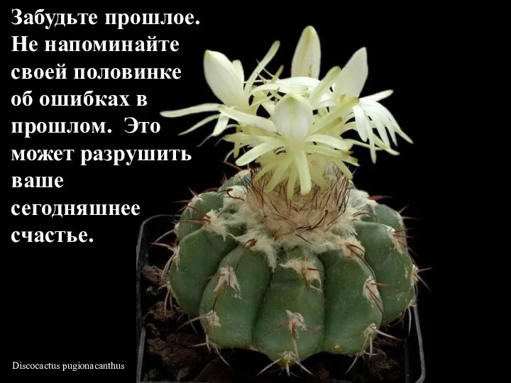 Discocactus pugionacanthus Забудьте прошлое. Не напоминайте своей половинке об ошибках в