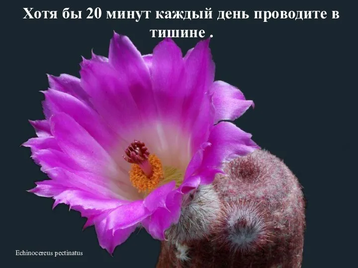 Echinocereus pectinatus Хотя бы 20 минут каждый день проводите в тишине .