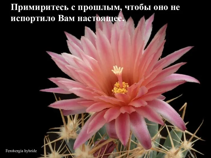 Ferobergia hybride Примиритесь с прошлым, чтобы оно не испортило Вам настоящее.