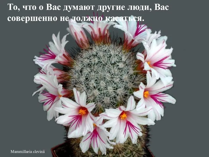 Mammillaria slevinii То, что о Вас думают другие люди, Вас совершенно не должно касаться.