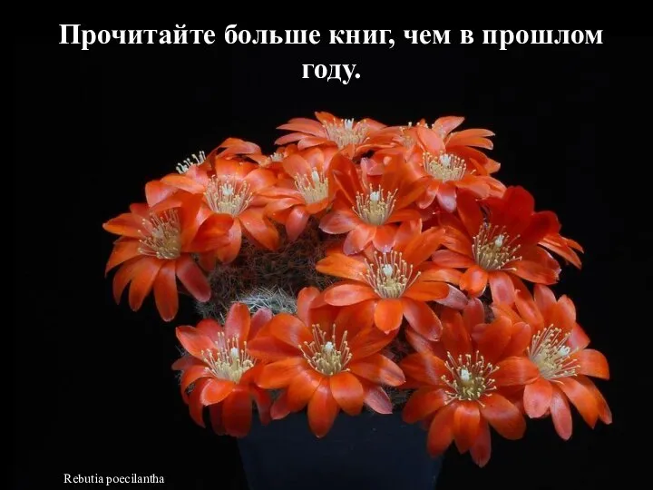 Rebutia poecilantha Прочитайте больше книг, чем в прошлом году.