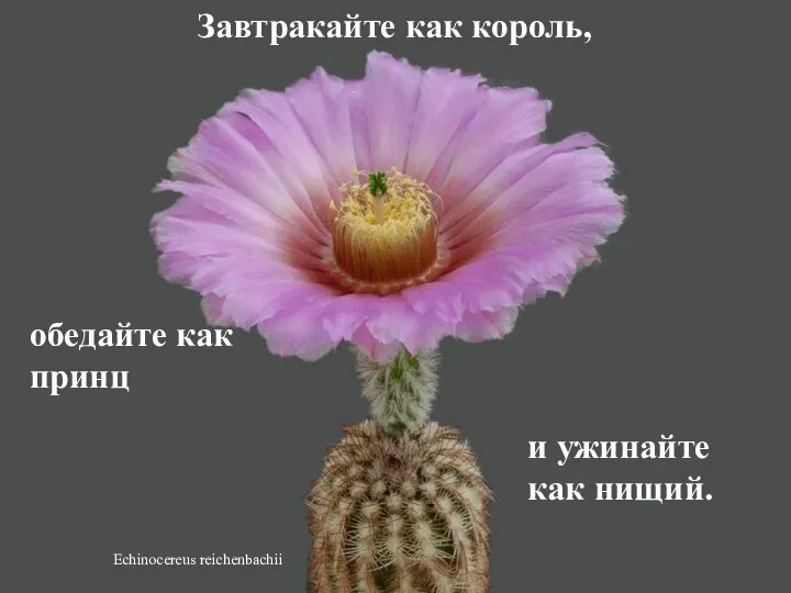 Echinocereus reichenbachii Завтракайте как король, обедайте как принц и ужинайте как нищий.