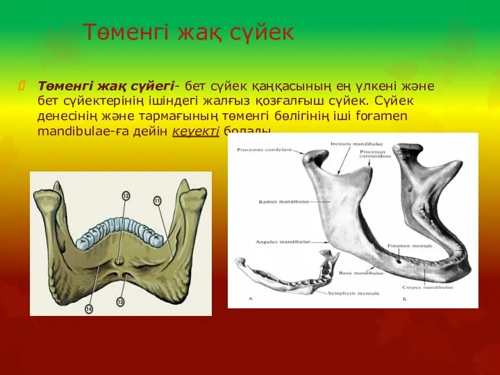 Төменгі жақ сүйек Төменгі жақ сүйегі- бет сүйек қаңқасының ең үлкені