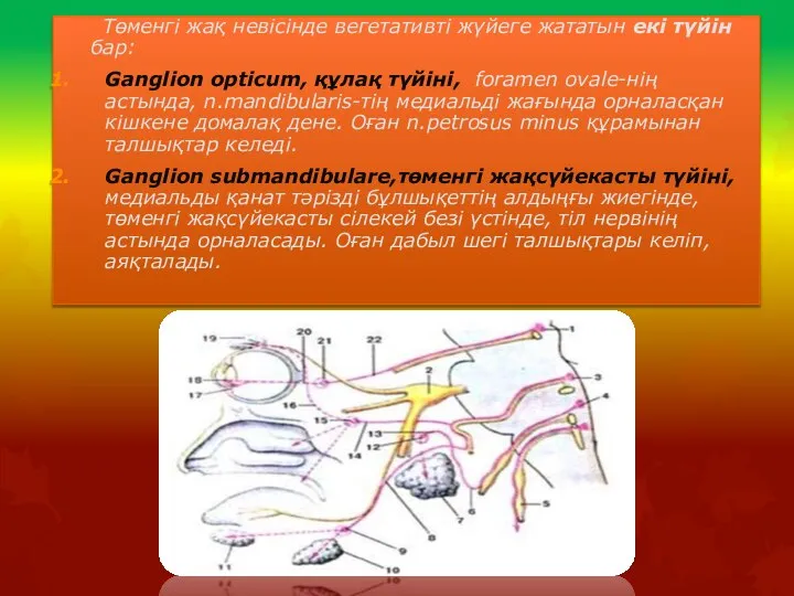 Төменгі жақ невісінде вегетативті жүйеге жататын екі түйін бар: Ganglion opticum,