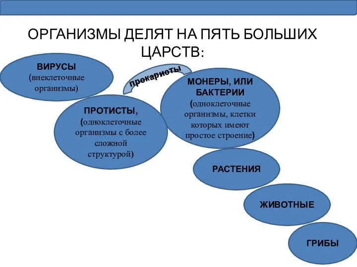 ОРГАНИЗМЫ ДЕЛЯТ НА ПЯТЬ БОЛЬШИХ ЦАРСТВ: МОНЕРЫ, ИЛИ БАКТЕРИИ (одноклеточные организмы,