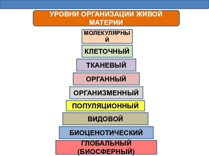 УРОВНИ ОРГАНИЗАЦИИ ЖИВОЙ МАТЕРИИ МОЛЕКУЛЯРНЫЙ КЛЕТОЧНЫЙ ТКАНЕВЫЙ ОРГАННЫЙ ОРГАНИЗМЕННЫЙ ПОПУЛЯЦИОННЫЙ ВИДОВОЙ БИОЦЕНОТИЧЕСКИЙ ГЛОБАЛЬНЫЙ (БИОСФЕРНЫЙ)