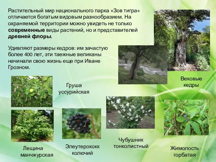 Растительный мир национального парка «Зов тигра» отличается богатым видовым разнообразием. На