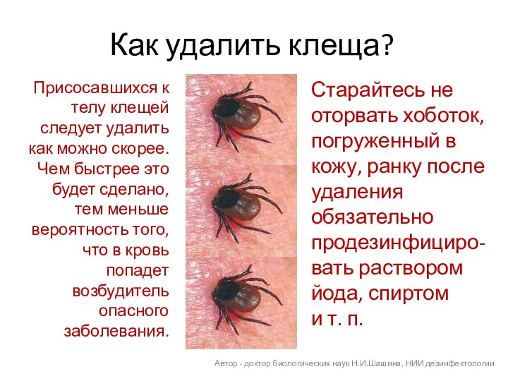 Как удалить клеща? Старайтесь не оторвать хоботок, погруженный в кожу, ранку