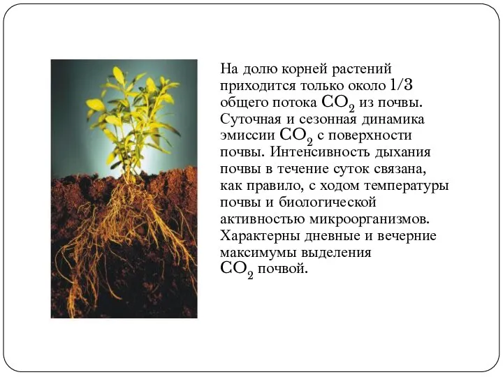 На долю корней растений приходится только около 1/3 общего потока CO2