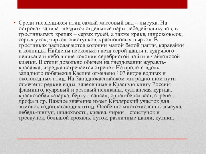 Среди гнездящихся птиц самый массовый вид – лысуха. На островах залива