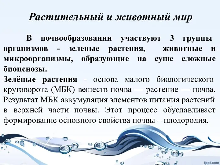 В почвообразовании участвуют 3 группы организмов - зеленые растения, животные и