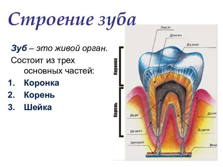 Строение зуба Зуб – это живой орган. Состоит из трех основных частей: Коронка Корень Шейка