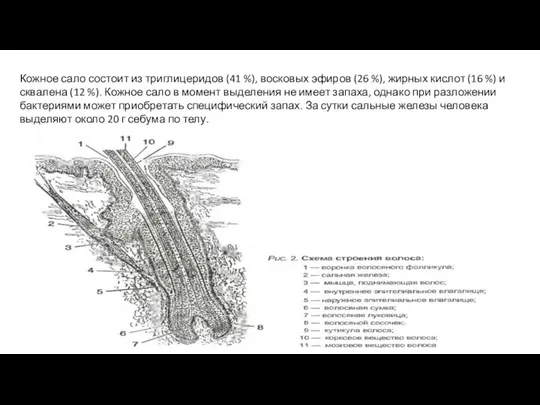 Кожное сало состоит из триглицеридов (41 %), восковых эфиров (26 %),