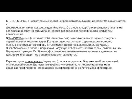 В шиповатом слое (в отличие от базального слоя) появляются ламеллярные гранулы