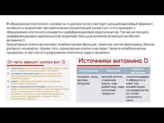 В образовании клеточного «конверта» в данном слое участвует кальцийзависимый фермент, активность