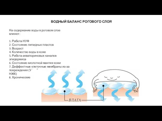 ВОДНЫЙ БАЛАНС РОГОВОГО СЛОЯ На содержание воды в роговом слое влияют: