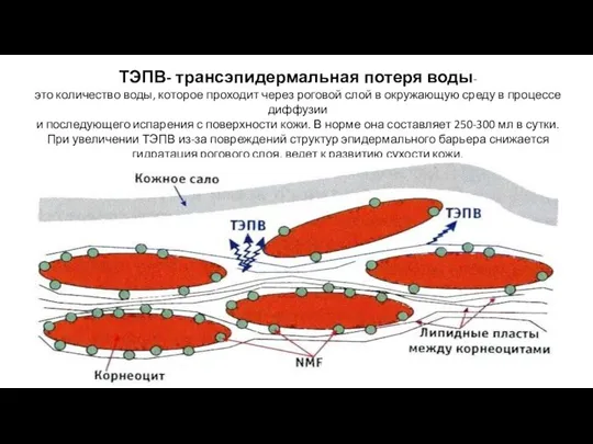 ТЭПВ- трансэпидермальная потеря воды- это количество воды, которое проходит через роговой