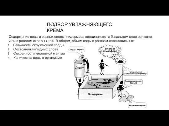 ПОДБОР УВЛАЖНЯЮЩЕГО КРЕМА Содержание воды в разных слоях эпидермиса неодинаково- в