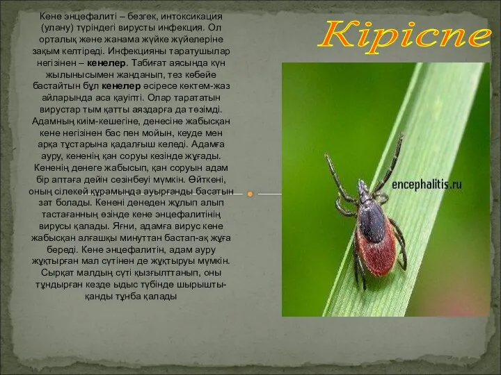 Кіріспе Кене энцефалиті – безгек, интоксикация (улану) түріндегі вирусты инфекция. Ол